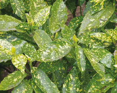 フイリアオキ 植栽